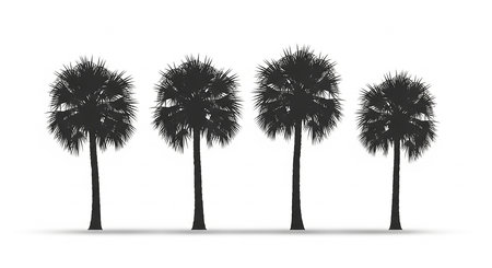 Silhouette of palm trees isolated on white background. Vector illustration.の素材