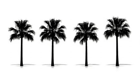 Silhouette of palm trees isolated on white background. Vector illustration.の素材