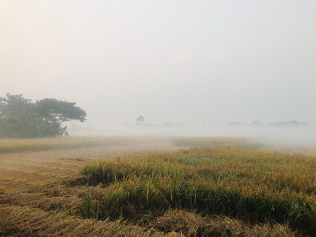 Rice field in the morning with fog in the morning, Thailand.の写真素材
