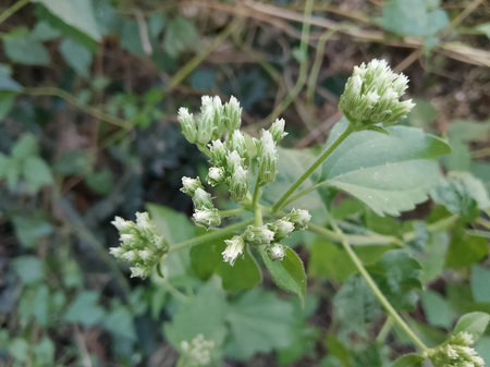 Flowering buckwheat (Bosporum officinale)