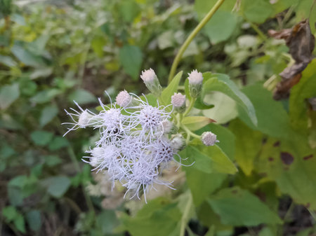 Ageratum houstonianum,Gran Canaria,Spain