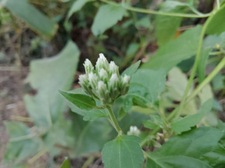 White flower in the garden,Thailand. (Scientific name Caltha palustris)