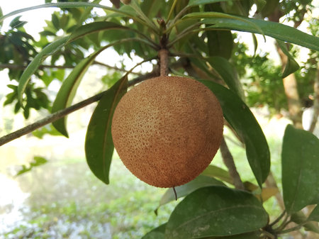 Sapodilla fruit on tree in the garden, Thailand.の写真素材