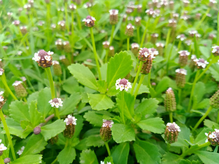 Flowering plants in the garden, close-up view.の写真素材