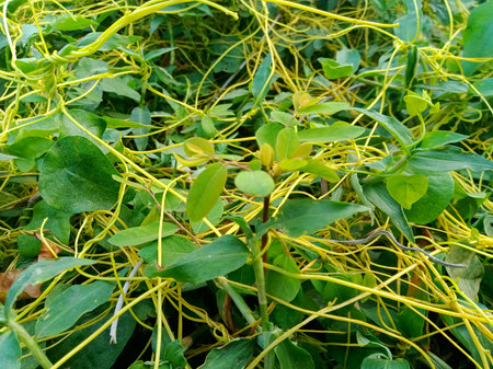 Climbing plant with yellow and green leaves in the garden.