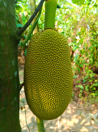 Jack fruit on tree in the garden, Thailand, South East Asia