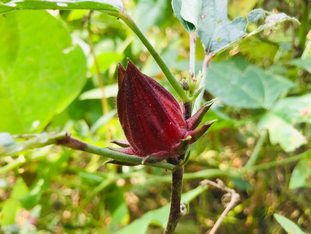 Hibiscus sabdariffa or roselle fruitsの写真素材