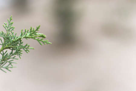 Closeup photo of green needle pine tree. Christmas decoration background. Blurred pine needles

の写真素材