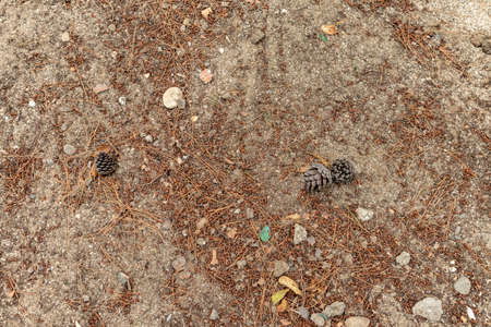 Brown soil texture .Cones on the ground. Beautiful background with pine. Fallen autumn cones.の写真素材
