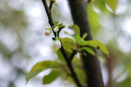 Beautiful and Cute white Cherry Blossoms. Wallpaper Background, Soft Focusの写真素材