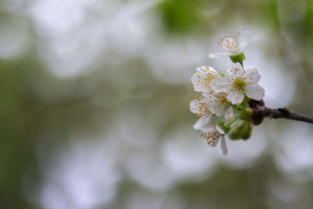 Beautiful and Cute white Cherry Blossoms. Wallpaper Background, Soft Focusの写真素材