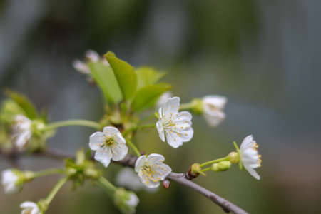 Beautiful and Cute white Cherry Blossoms. Wallpaper Background, Soft Focusの写真素材