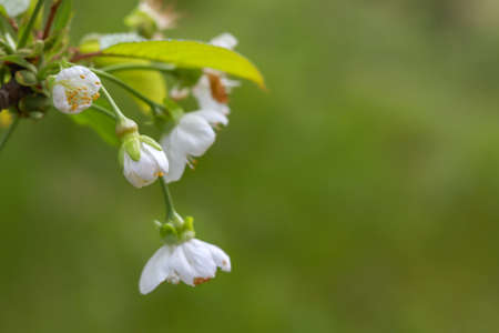Beautiful and Cute white Cherry Blossoms. Wallpaper Background, Soft Focusの写真素材