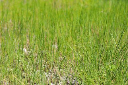 Long fresh green grass texture background view of grass garden Ideal concept used for making green flooring. green lawn pattern texture backgroundの写真素材