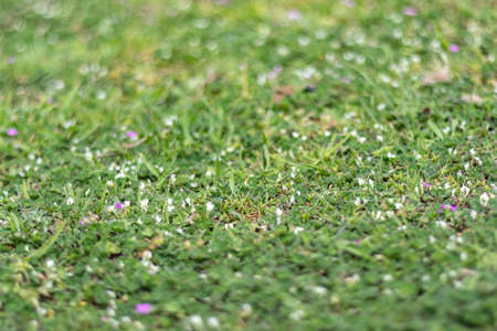 Long fresh green grass texture background view of grass garden Ideal concept used for making green flooring. green lawn pattern texture backgroundの写真素材