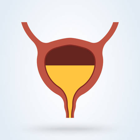 Full Urinary bladder. Human organ anatomy. Medical, healthcare and scientific concept. Vector illustrationのイラスト素材