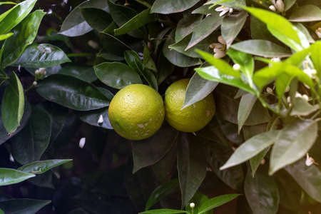 Blossoming greapfruit tree with fruits and flowers

の写真素材