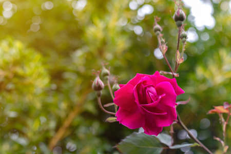 Beautiful pink rose in a garden. Very shallow depth of fieldの写真素材