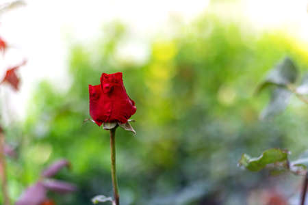 Red Rose Bud - Photograph of a single red rose bud growing on a bush with greenery in the background. Selective focus on the flower bud.の写真素材