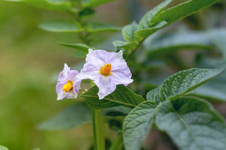 Potato plant flowers blooming in the garden. White blooming potato flower on farm field.