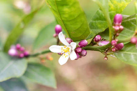 Lime flowers, lemon blossom on tree among green leaves, on bright sunlight, on blurred background.の写真素材