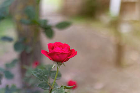 Silky red rose on a green natural background, garden rose close-up, flower with side viewの写真素材