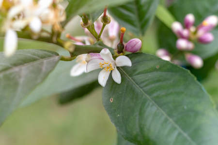 Lime flowers, lemon blossom on tree among green leaves, on bright sunlight, on blurred background.の写真素材
