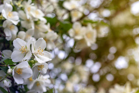 Jasmine spring flowers. Close up of jasmine flowers in a gardenの写真素材