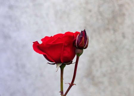 Silky red rose on a green natural background, garden rose close-up, flower with side view