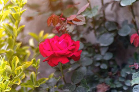 red rose shown from above. top view green bush. Background with many red summer flowers.の写真素材