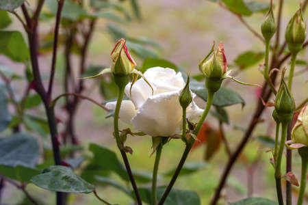 flowering bush of a rose blooming in white flowers. buds of roses were blooming on a bush in a garden.の写真素材