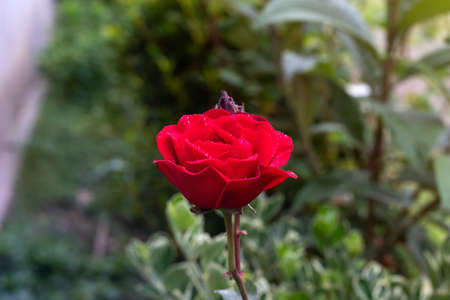 Red Roses in a garden with water drops.の写真素材