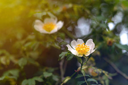Beautiful blooming wild rose bush (dog rose, Rosa canina). Flowers of white dog-rose rosehip growing in natureの写真素材