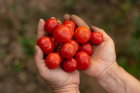 Tomato harvest. Farmers hands with freshly harvested tomatoes. A woman is holding homemade tomatoes in his hands.の写真素材