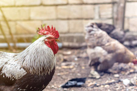 Curious Rooster looking at the camera. Beautiful Cock in animal farmの写真素材