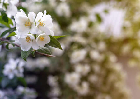 Jasmine spring flowers. Close up of jasmine flowers in a gardenの写真素材