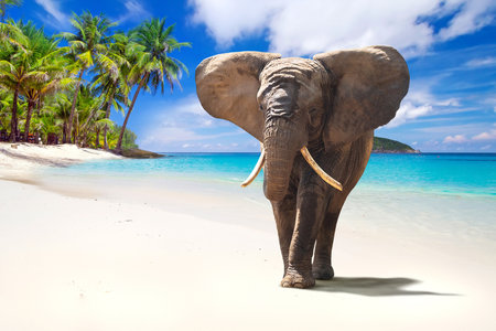 Elephant walking on the beach with blue sky background for 3d living room bedroom TV 3D wallpaper home decoration mural wallpaper for wallsの写真素材