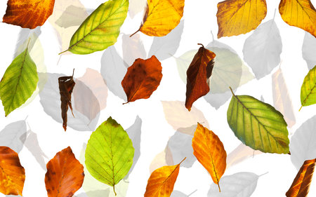 Set of natural different leaves background for 3d living room bedroom TV 3D wallpaper home decoration mural wallpaperの写真素材