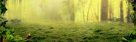 Natural evening scene of forest background for 3d living room bedroom TV 3D wallpaper home decoration mural wallpaperの写真素材