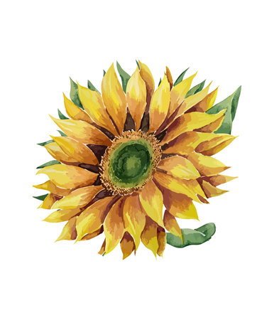 Watercolor hand drawn sunflower isolated on white background. Vector illustration.のイラスト素材