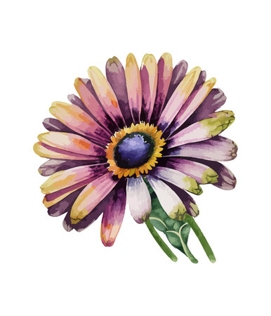 Watercolor gerbera flower, hand drawn illustration on white backgroundのイラスト素材