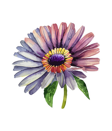Watercolor illustration of a purple daisy flower on a white backgroundのイラスト素材