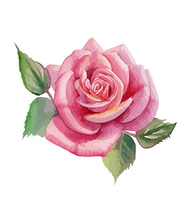 Pink rose with green leaves isolated on white background. Watercolor illustration.のイラスト素材
