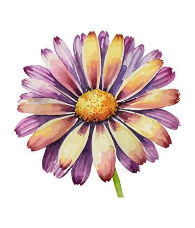 Watercolor daisy flower isolated on white background. Vector illustration.のイラスト素材