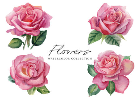 Set of watercolor pink roses on white background. Vector illustration.のイラスト素材