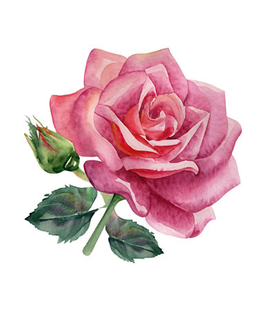 Watercolor pink rose isolated on white background. Hand drawn illustration.のイラスト素材