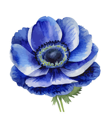 Blue anemone isolated on white background. Watercolor illustration.のイラスト素材