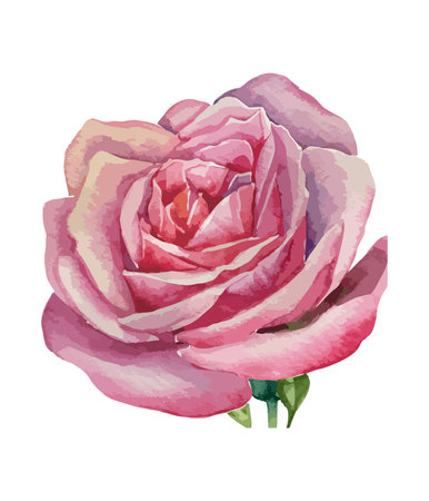Pink rose isolated on white background. Watercolor hand drawn illustration.のイラスト素材