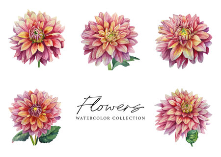 Set of dahlia flowers isolated on white background. Watercolor illustration.のイラスト素材
