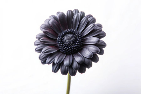 Black gerbera flower isolated on white background. Studio shot.の素材